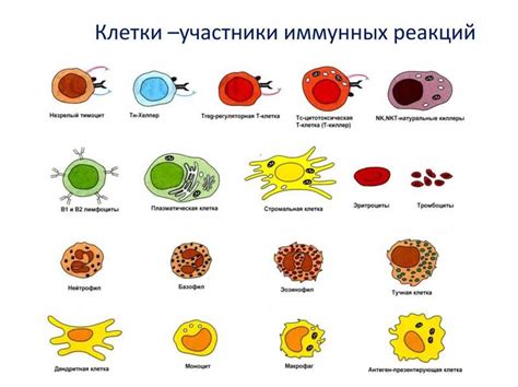 Защита, обеспечиваемая оболочкой клетки