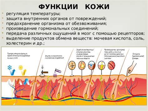 Защита внутренних органов