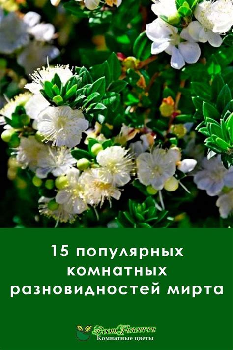 Защита игольчатого мирта: необходимость сохранения охраняемого растения