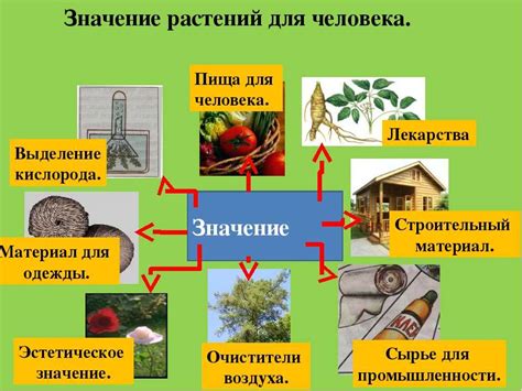 Защита и питание растения: значение пестицидов в корне