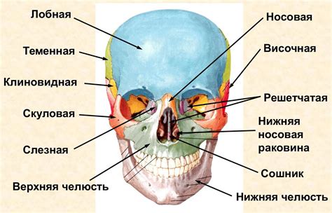 Защита и поддержка: кости черепа и их важность