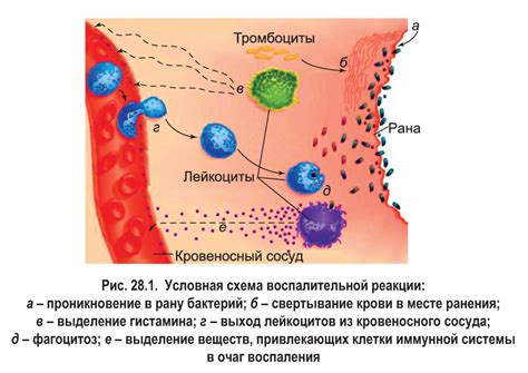 Защита организма благодаря роли мельчайших поверхностных выступов