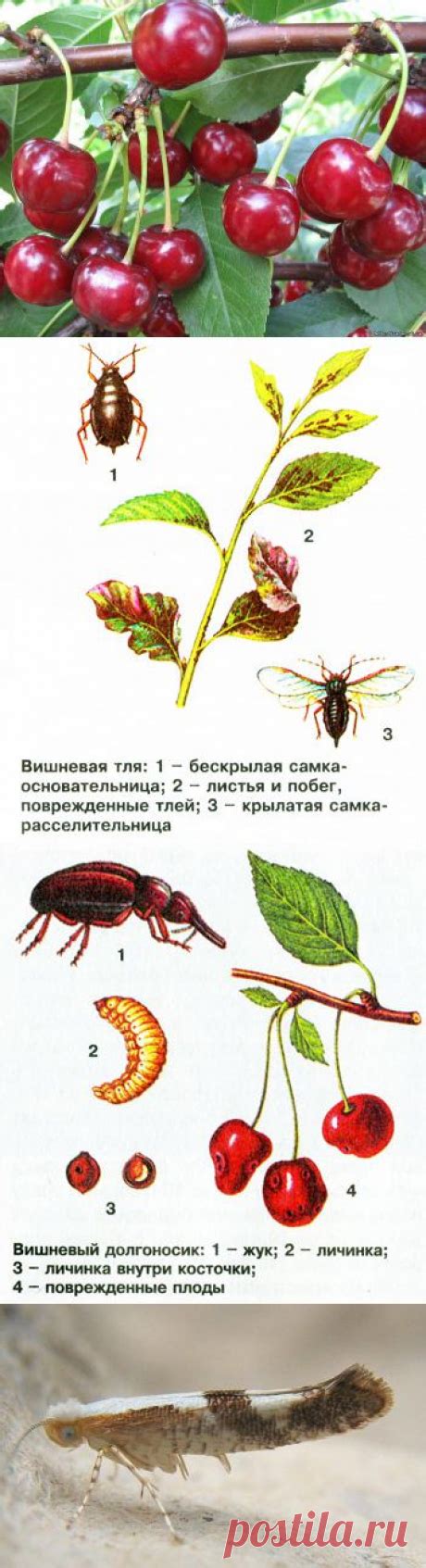 Защита от вредителей и заболеваний вишни