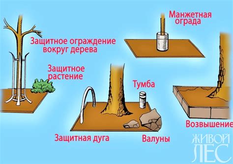 Защита приствольных кругов от сорняков: эффективность пленки и тканевых материалов