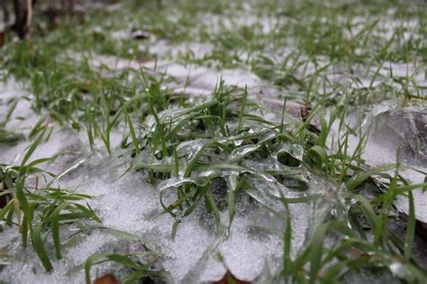 Защита урожая культуры от неблагоприятных погодных условий зимнего периода