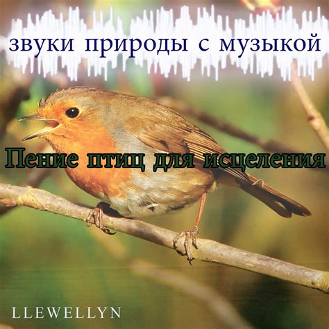 Звукопись дикой природы: когда звуки становятся музыкой