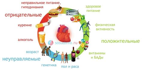 Здоровье, иммунитет и образ жизни - ключевые факторы, определяющие эту связь