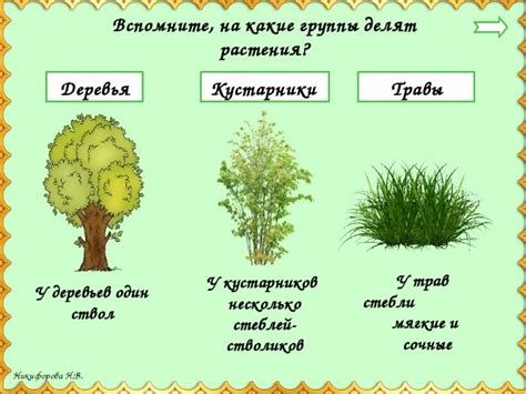 Зеленое богатство природы: особенности растений и требования к их росту