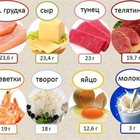 Значение белков в рационе: где искать и сколько необходимо