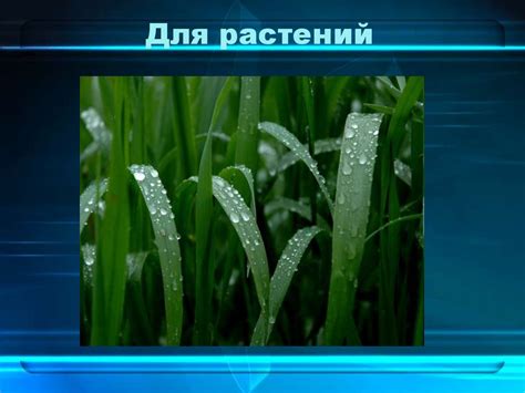 Значение влажности для ахатин: поддержание оптимальной среды обитания