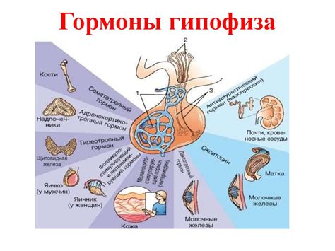 Значение гипофиза для гормональной регуляции организма