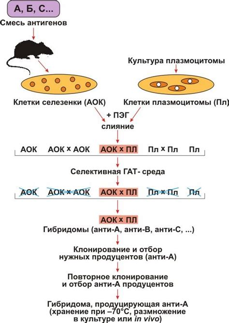 Значение глютаминтрансферазы в диагностике заболеваний