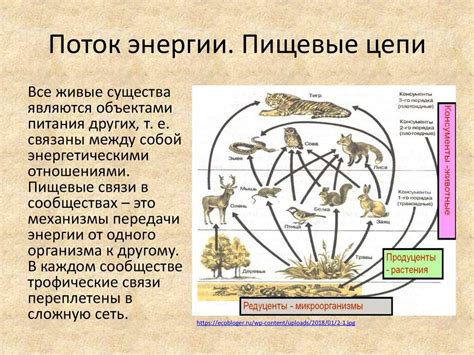 Значение и роль котопсов в экосистеме