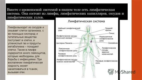 Значение лимфатических узлов для функционирования организма