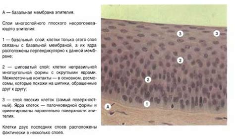 Значение многослойного эпителия в органах дыхания: роль и особенности