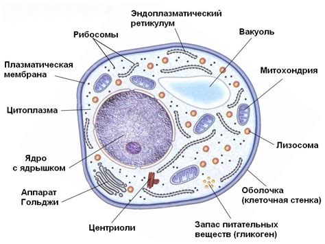 Значение осознания присутствия или отсутствия ядерных структур в клетках