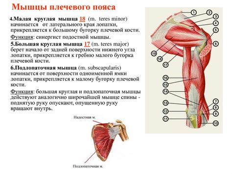 Значение плечевого пояса в функционировании верхней части тела