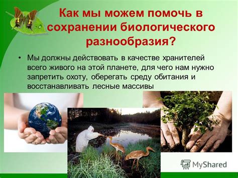 Значение розового моря для сохранения природы и разнообразия живого мира в данном регионе