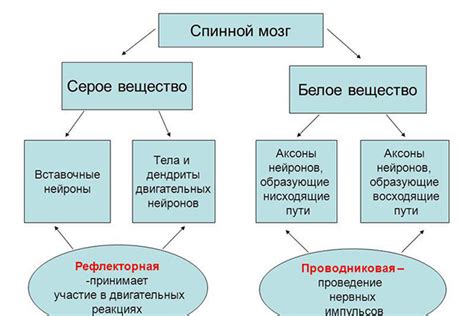 Значение серого вещества в обработке информационных сигналов