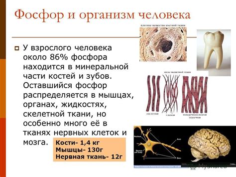 Значение фосфора для здоровья скелетной системы и здоровья зубов