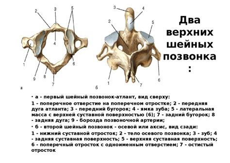 Значение функций шейного позвонка