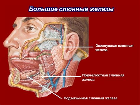 Значимость знаний о локализации паротидной слюнной железы