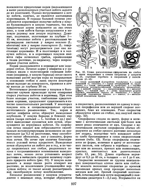 Значимость изучения расположения спорангиев для современной сельскогохозяйственной практики