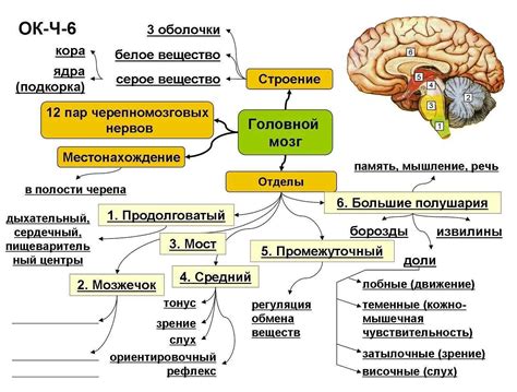 Значимость и ключевые функции черной структуры в глубинах головного мозга