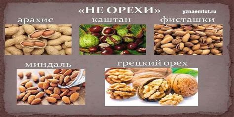 Значимость корректного хранения орехов из Греции