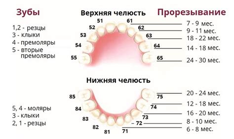 Значимость первых месяцев для роста и развития зубов