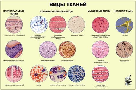 Значимость покровных тканей в организме животных