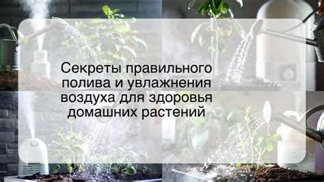 Значимость правильного увлажнения подземных корневых стеблей красивых цветов луковицного растения