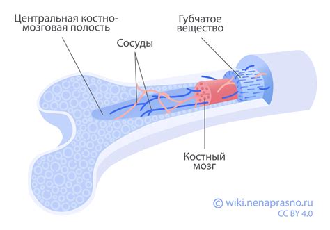 Значимость применения трансплантации костного мозга в борьбе с онкологическим заболеванием