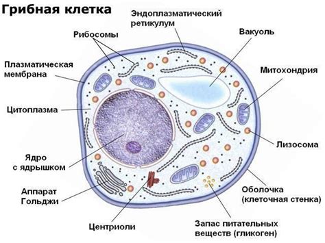 Значимость продуктивных клеток для эволюции грибов