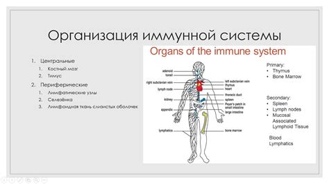 Значимость пушистой соединительной ткани для защиты иммунной системы