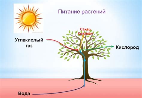 Значимость совершенного питания растений для предотвращения светлых пятен на плодах