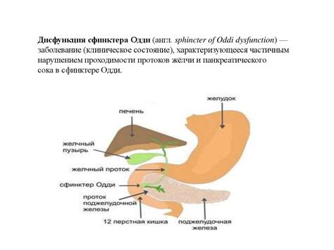 Значимость сфинктера Одди в процессе пищеварения