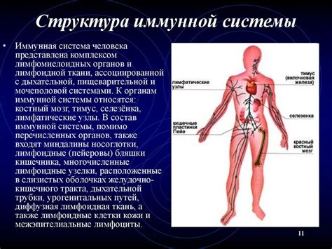 Иерархия организма: структура и функции