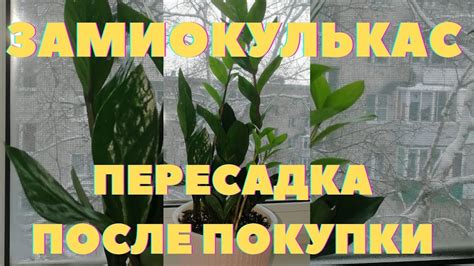 Избегайте сквозняков: как найти безопасное расположение для вашего замиокулькаса