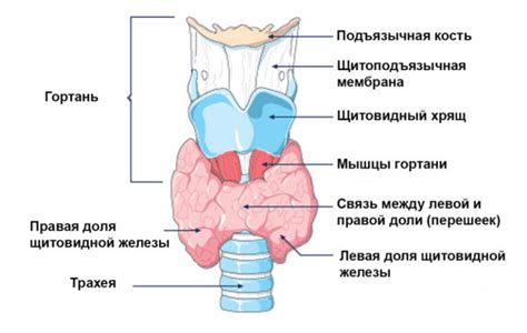 Изменение питания перед анализом: как это влияет на результаты исследования щитовидной железы?