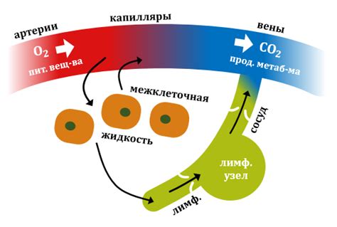 Изменение уровня редко-густой компоненты организма при пополнении ее жидкостью