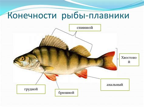 Изучаем поведение тропического земноводного в водном пространстве