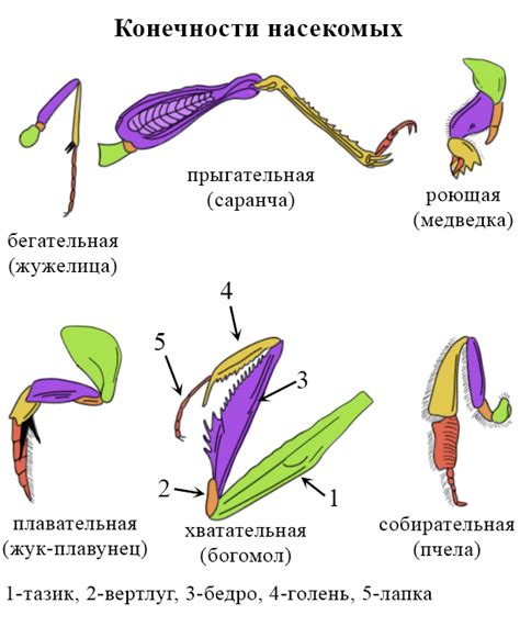 Изучение различий в количестве конечностей у разнообразных видов насекомых