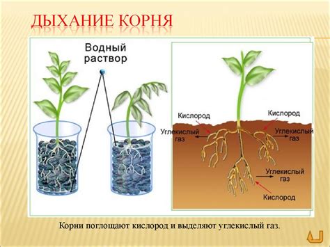 Изучение функций и роли данного устройства