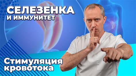 Иммунитет в селезенке