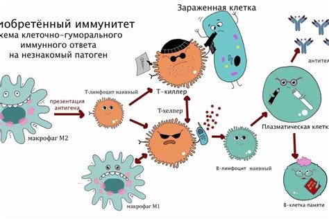 Иммунная система и температура: важность согласования