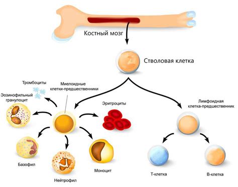 Иммунный потенциал костного мозга