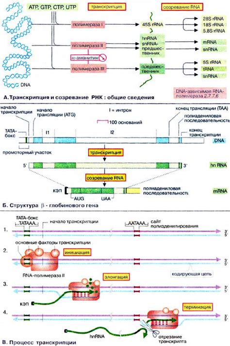 Инициация транскрипции