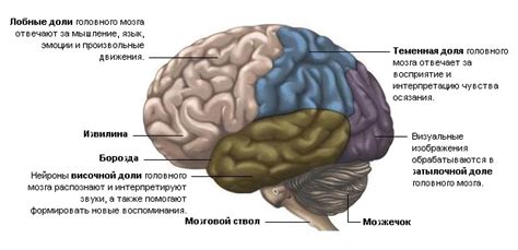 Инструменты и методы для изучения представления коры головного мозга