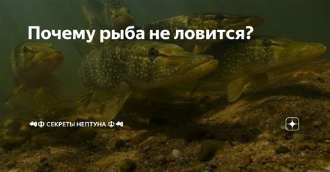 Интенсивность питания рыбы: искусство и наука